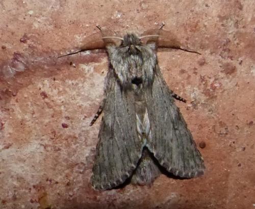 Dicranura ulmi